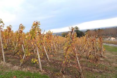 Tour privado por el terroir del valle del Ródano con degustación local de queso y vino desde Lyon Tour privado por el terroir del valle del Ródano con degustación local de queso y vino desde Lyon