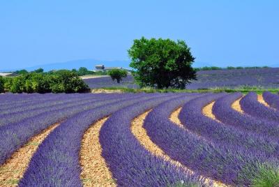 Provenza Lavender Fields y Aix-en-Provence Tour de Marsella