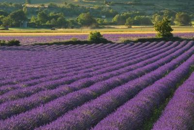 Tour privado: Provence Lavender Fields y Aix-en-Provence Excursión de un día desde Marsella Tour privado: Provence Lavender Fields y Aix-en-Provence Excursión de un día desde Marsella