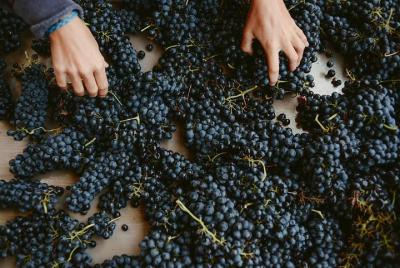 Recorrido vinícola a Pic St Loup con un almuerzo casero desde Montpellier