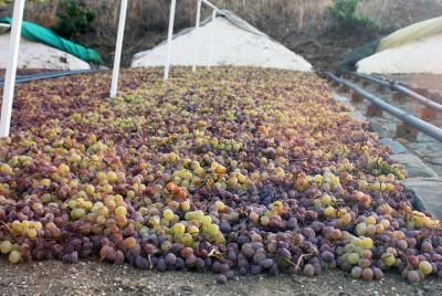Ruta de la Pasa Moscatel - Grupo reducido con almuerzo incluido Ruta de la Pasa Moscatel - Grupo reducido con almuerzo incluido