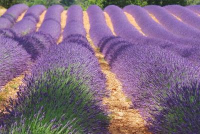 Tour privado de 9 horas especial: los impresionantes Lavenderfields Tour privado de 9 horas especial: los impresionantes Lavenderfields