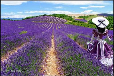 Visita los campos de lavanda y las gargantas del verdon. Visita los campos de lavanda y las gargantas del verdon.