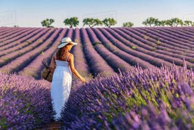 Provence y Lavander - Tour de día completo compartido y guiado Provence y Lavander - Tour de día completo compartido y guiado