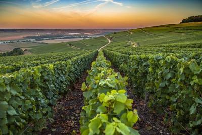 Recorrido de un día para grupos pequeños sobre Moët et Chandon y Taittinger con cata de champán desde Reims Recorrido de un día para grupos pequeños sobre Moët et Chandon y Taittinger con cata de champán desde Reims