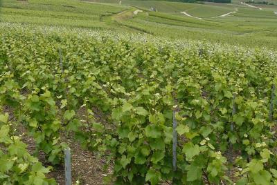 Excursión privada de un día completo a Little Bubble Family Vineyard desde Reims o Epernay Excursión privada de un día completo a Little Bubble Family Vineyard desde Reims o Epernay