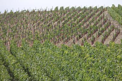 Excursión privada de medio día con degustación de tres viñedos de champán desde Reims en coche Excursión privada de medio día con degustación de tres viñedos de champán desde Reims en coche
