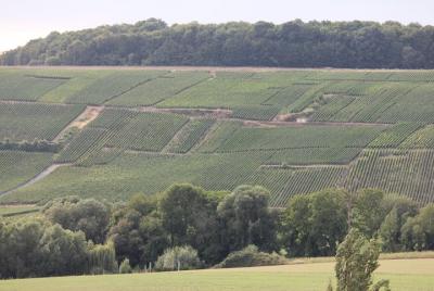 Excursión privada de medio día a Premier Cru Triple Vineyard Champagne desde Reims en coche Excursión privada de medio día a Premier Cru Triple Vineyard Champagne desde Reims en coche