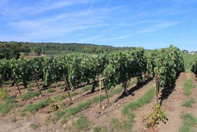Excursión privada de medio día al viñedo de Champaña Grand Cru Village Excursión privada de medio día al viñedo de Champaña Grand Cru Village