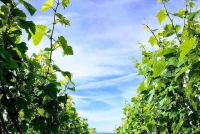 Champagne Lamiable: desde el viñedo hasta su propia experiencia completa en botella Champagne Lamiable: desde el viñedo hasta su propia experiencia completa en botella