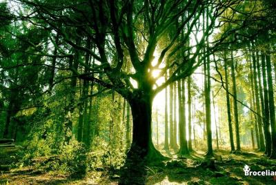 Excursión en minicar con conductor desde Rennes: Pays de Brocéliande