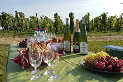 Tour privado de 2 catas de vino: ¡en el viñedo y en la bodega! Tour privado de 2 catas de vino: ¡en el viñedo y en la bodega!