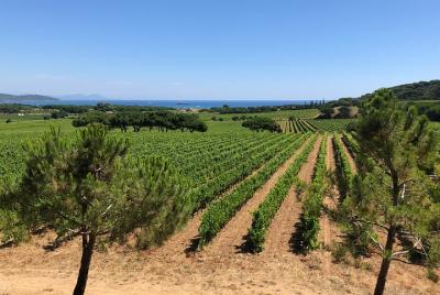 Paseo en viticultor a caballo