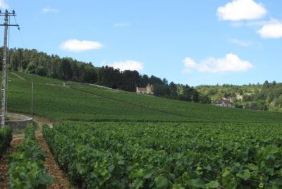 CityTour South-West: Fronton Wine Tour CityTour South-West: Fronton Wine Tour