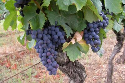 Excursión de medio día al vino Gaillac desde Toulouse Excursión de medio día al vino Gaillac desde Toulouse