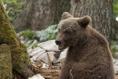 Senderismo para descubrir el oso Senderismo para descubrir el oso