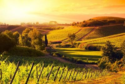 Pasee por las colinas de Chianti (6 horas) + almuerzo y degustación de vinos Pasee por las colinas de Chianti (6 horas) + almuerzo y degustación de vinos