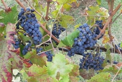 EXCLUSIVO Wine Tour en Chianti y Siena con almuerzo y cata de vinos incluidos EXCLUSIVO Wine Tour en Chianti y Siena con almuerzo y cata de vinos incluidos