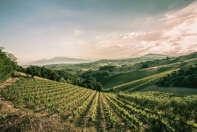 Tour de un día de vino desde Ancona