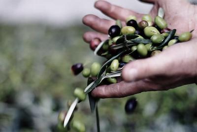 4 aceites en el molino de aceite