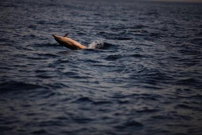 Delfini tour taormina Delfini tour taormina