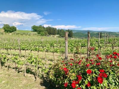 Experiencia del vino en Chianti Hills y Radda Experiencia del vino en Chianti Hills y Radda