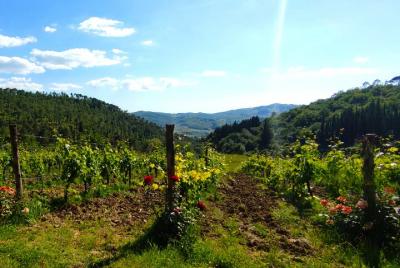 Los viñedos de Chianti se escapan de Florencia con dos catas de vino Los viñedos de Chianti se escapan de Florencia con dos catas de vino