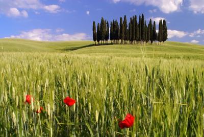 Montalcino, Valle de Orcia, Pienza y Montepulciano: Excursión guiada con degustación de vinos y quesos desde Florencia Montalcino, Valle de Orcia, Pienza y Montepulciano: Excursión guiada con degustación de vinos y quesos desde Florencia