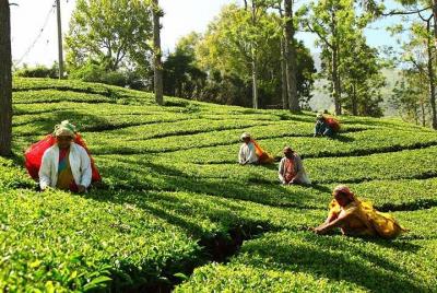 Traslados privados desde el hotel de la ciudad de Cochin a Munnar