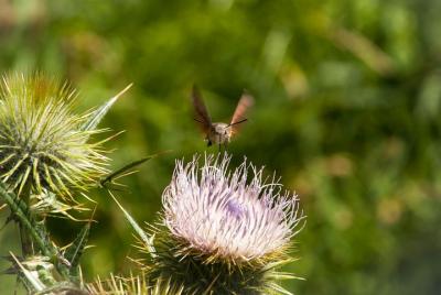 Yoga en el campo Yoga en el campo
