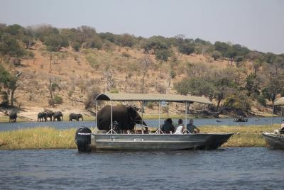 Chobe safari de un día desde las cataratas Victoria