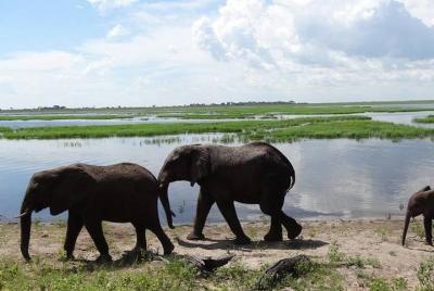 Excursión nacional de un día a Hwange Safari