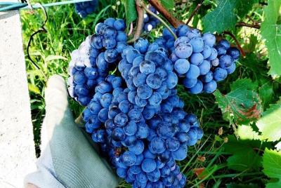 Experiencia de crear su propio vino en el valle de Ossola Experiencia de crear su propio vino en el valle de Ossola
