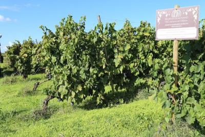 Bienvenido a Salento! Cata de vinos en Feudi di Guagnano Bienvenido a Salento! Cata de vinos en Feudi di Guagnano
