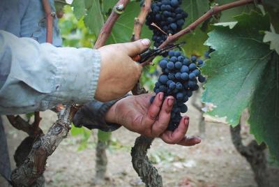 Ruta del vino en las tierras de Negroamaro. Ruta del vino en las tierras de Negroamaro.