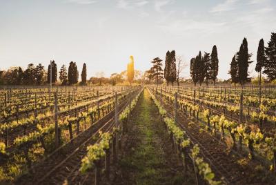 Excursión de un día de vino supertuscano desde Livorno, Lucca, Pisa o Piombino