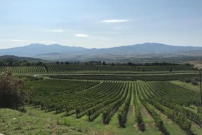 Pisa Full Day más cata de vinos desde el puerto de Livorno