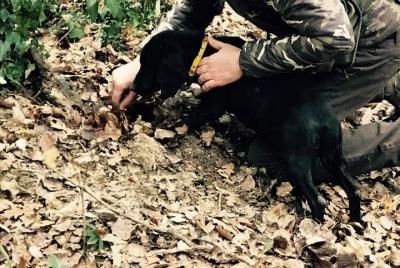 Experiencia de trufas en Toscana desde Florencia, Livorno, Pisa y Lucca