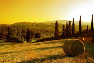 Excursión en tierra: tour privado de Chianti Classico con almuerzo desde Livorno