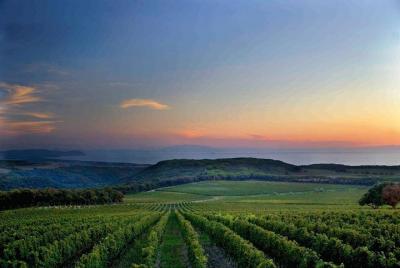 Degustación de vinos de la Toscana: aperitivo y almuerzo en la ladera