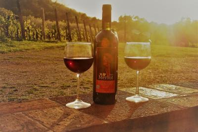 Lucca: tour guiado en bicicleta eléctrica y vino