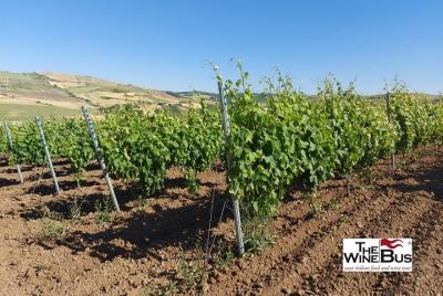 Tour privado del vino buitre desde Matera con sumiller