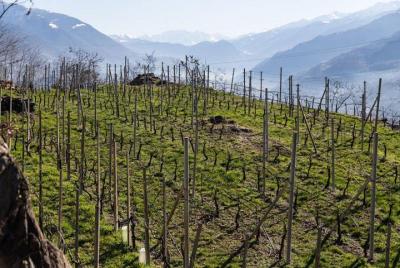 Ruta privada del vino de Valtellina Ruta privada del vino de Valtellina