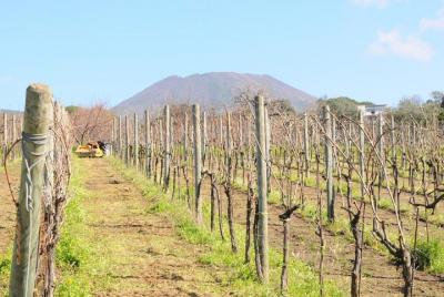 Vesubio Pompeya Sorrento Compartiendo Gran Grupo