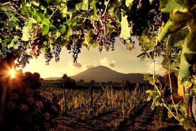 Divino Vesuvio - Cata de vinos en las laderas del Monte Vesubio desde Nápoles