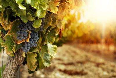 Vesubio y cata de vinos