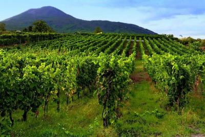  Positano-sorrento-pompei excursión en tierra