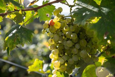 Aperigusto: degustación privada de 3 vinos. Aperigusto: degustación privada de 3 vinos.