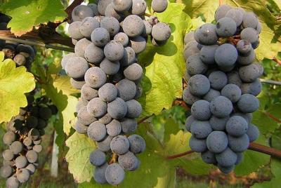 Degustación de vinos de Casa Benna, un negocio familiar en la tierra de Gutturnio.