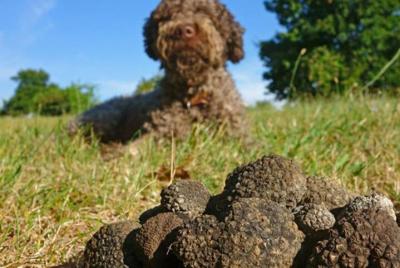 Caza de trufas tradicional privada en el bosque con un perro